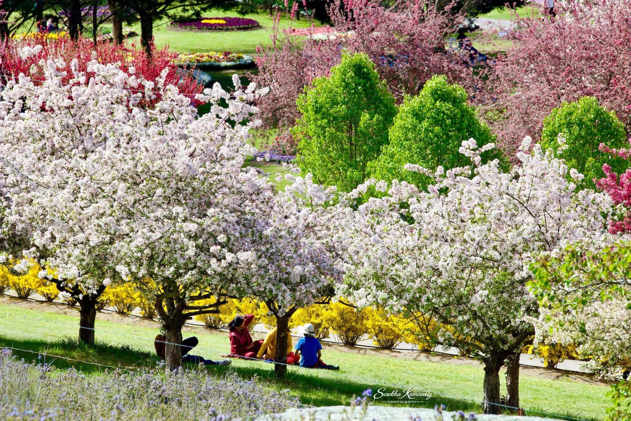 Tulip Top Gardens