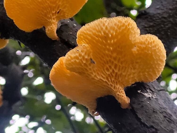 Mushroom foraging walks take over Delhi's forests this monsoon