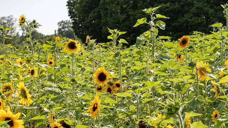 A wide shot of sunflowers blooming in a field on a sunny day. A wide shot of sunflowers blooming in a field on a sunny day.