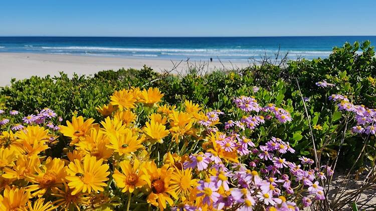 Spring flowers on the west coast in Namaqua National Park Spring flowers on the west coast in Namaqua National Park