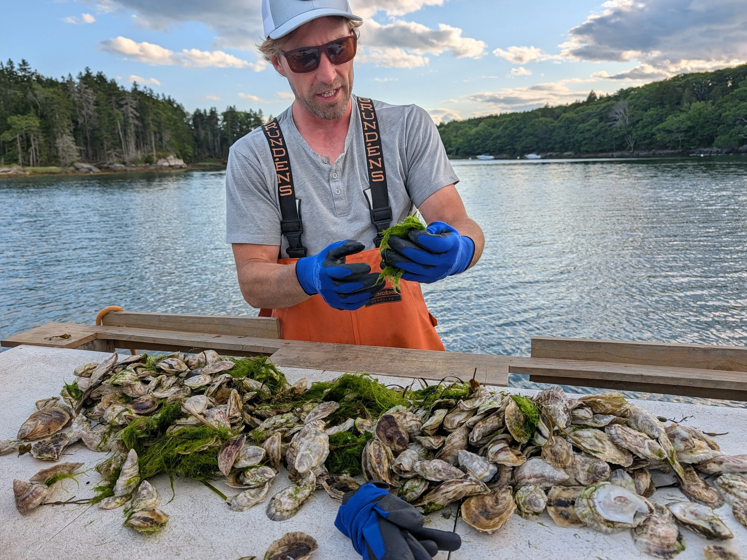 Maine oyster experience