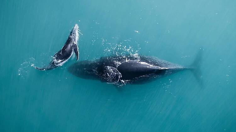 Go whale watching Go whale watching