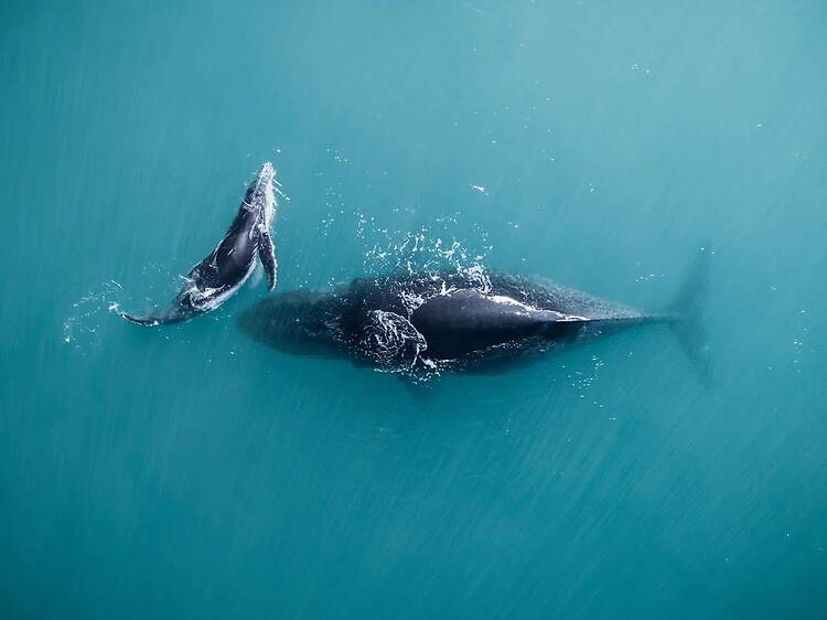 Go whale watching Go whale watching