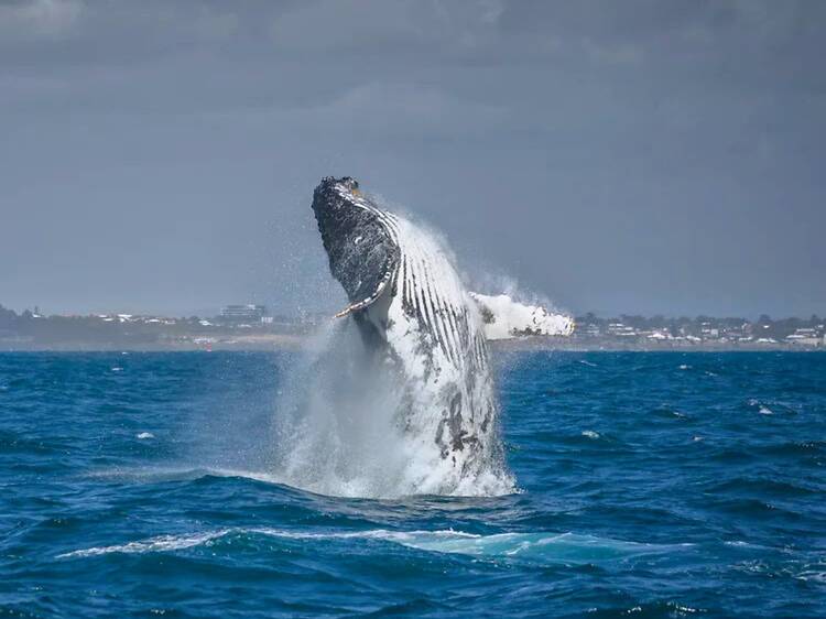 The 24 best things to do in Perth The 24 best things to do in Perth