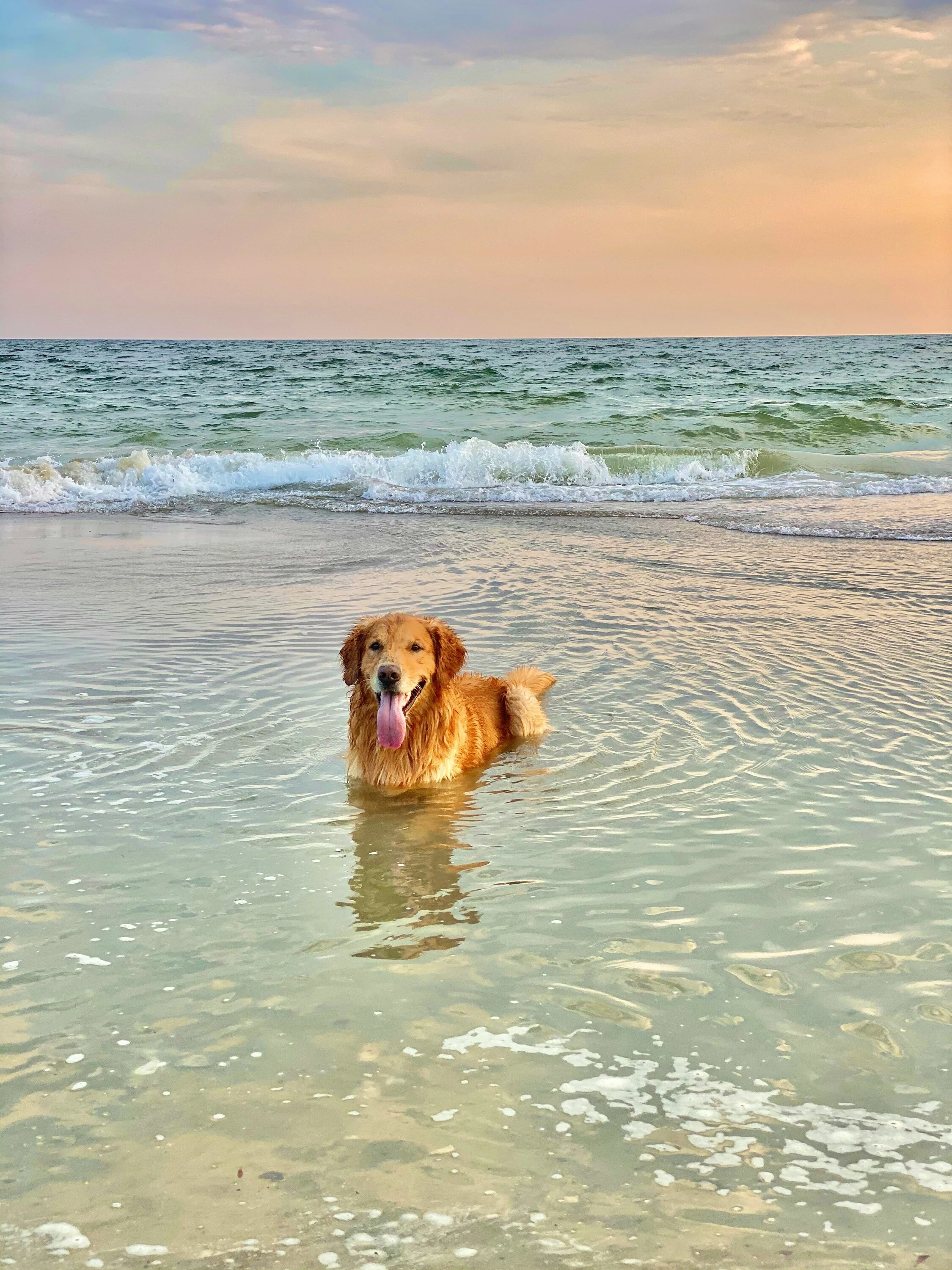 Perro en la playa 