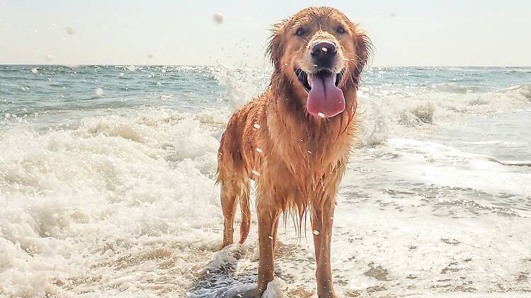 Who's a good boy? Who's a good boy?
