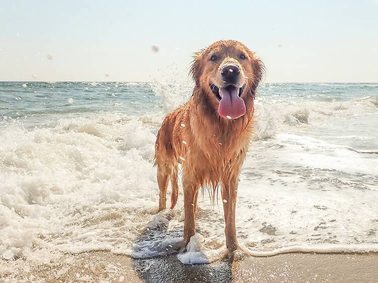 Who's a good boy? Who's a good boy?