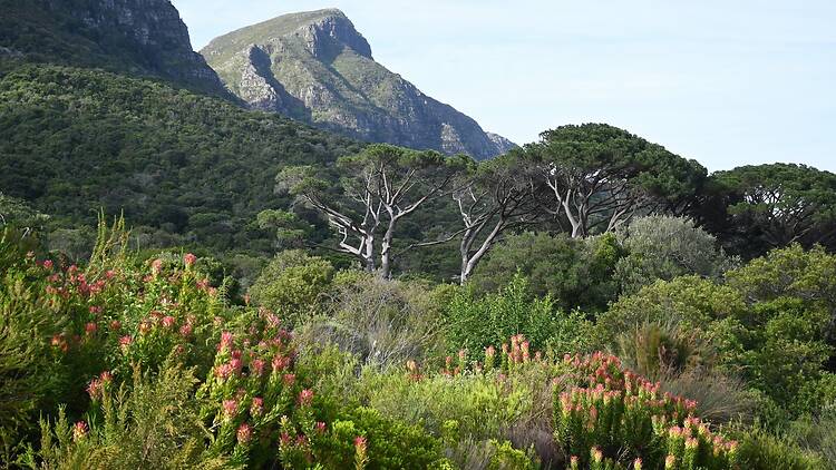 What about Kirstenbosch? What about Kirstenbosch?