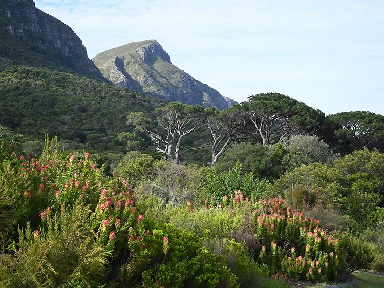 What about Kirstenbosch? What about Kirstenbosch?