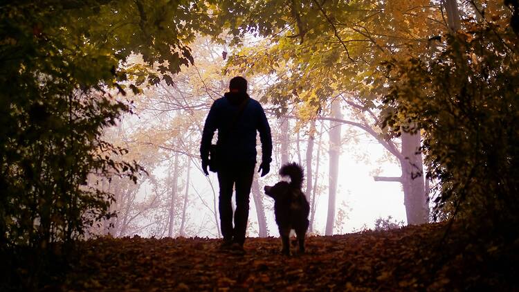 Walkies! A Cape Town guide for dog owners