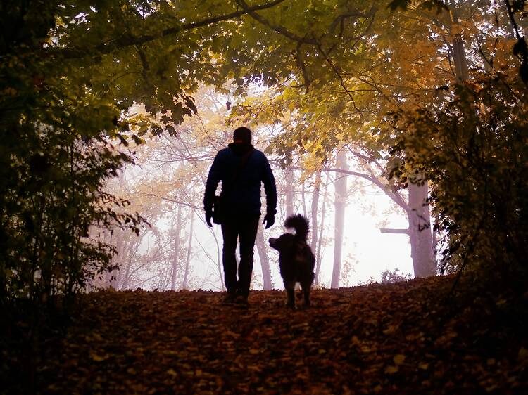 Walkies! A Cape Town guide for dog owners