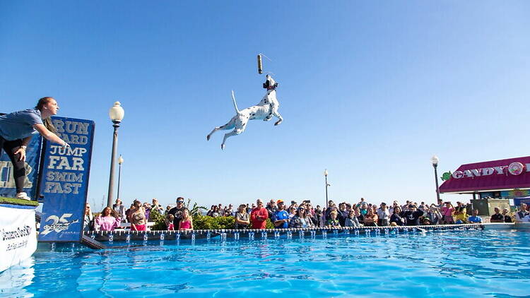 A wide shot of a dog jumping to catch a toy above a pool at an outdoor event. A wide shot of a dog jumping to catch a toy above a pool at an outdoor event.