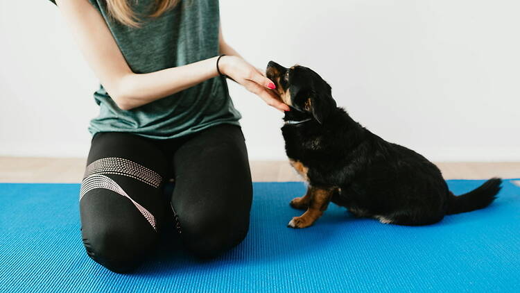 Close-up of a person rewarding a puppy on a yoga mat indoors. Close-up of a person rewarding a puppy on a yoga mat indoors.