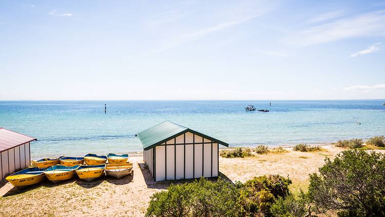 Indented Head Victoria Indented Head Victoria