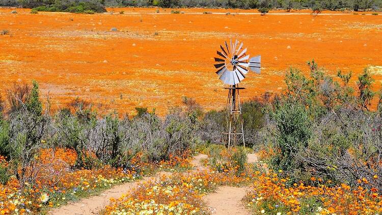 Namaqua National Park Namaqua National Park