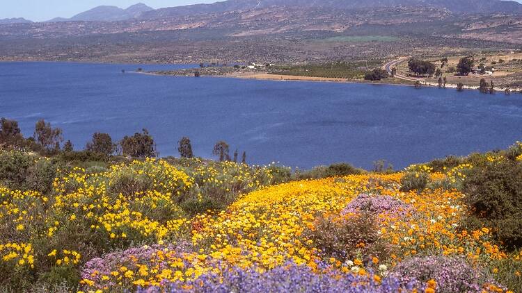 Clanwilliam and Ramskop Wildflower Garden Clanwilliam and Ramskop Wildflower Garden