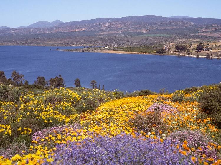 Clanwilliam and Ramskop Wildflower Garden Clanwilliam and Ramskop Wildflower Garden