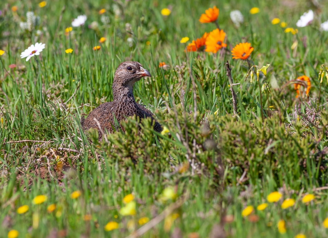 National Parks Week: Where Cape Town residents can get in on the action for free