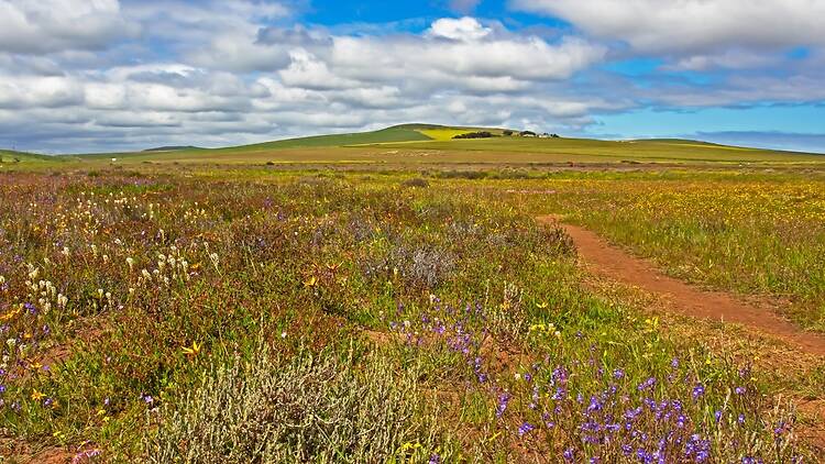 Tienie Versfeld Wildflower Reserve Tienie Versfeld Wildflower Reserve