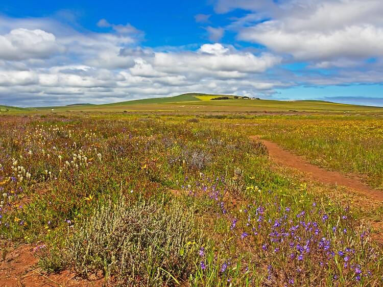 Tienie Versfeld Wildflower Reserve Tienie Versfeld Wildflower Reserve