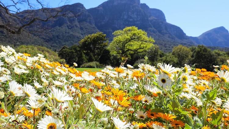 Kirstenbosch National Botanical Garden Kirstenbosch National Botanical Garden