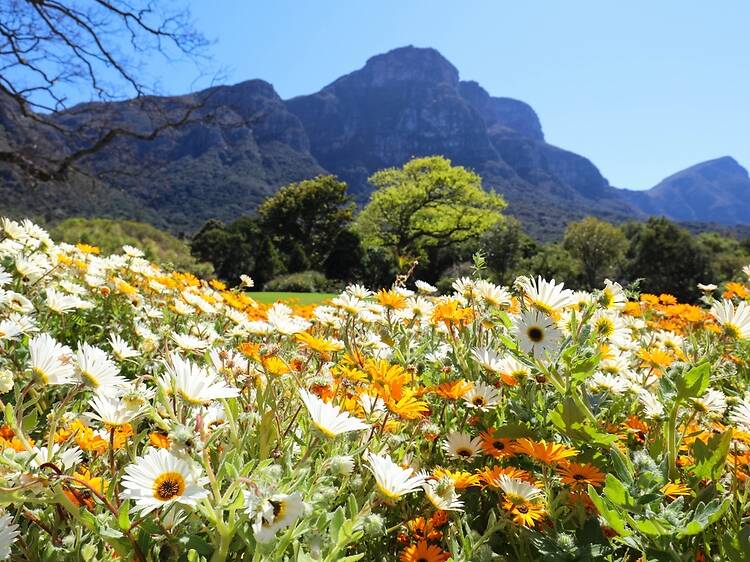Kirstenbosch National Botanical Garden Kirstenbosch National Botanical Garden