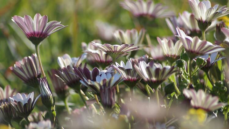 Essential Flower Watching Tips Essential Flower Watching Tips