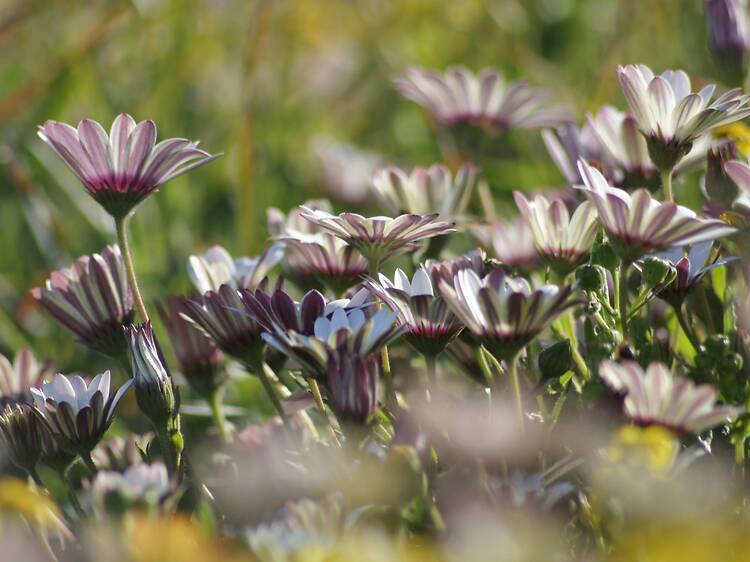 Essential Flower Watching Tips Essential Flower Watching Tips