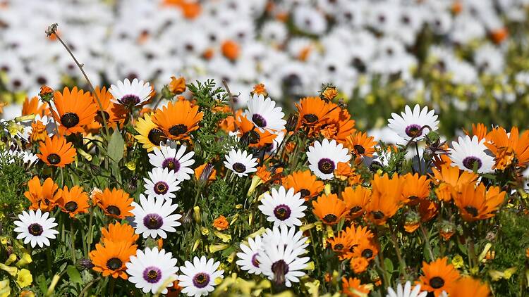 The ultimate guide to spring flowers in South Africa