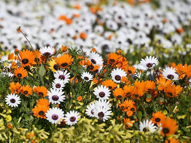 The ultimate guide to spring flowers in South Africa