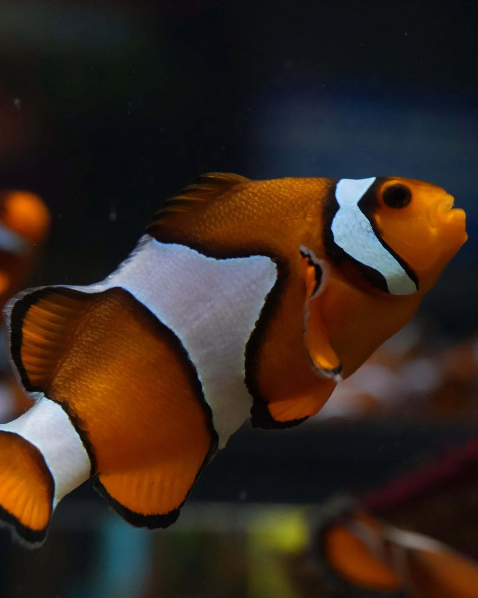 A sunrise yoga session with a guided scuba dive among the aquarium&rsquo;s marine life