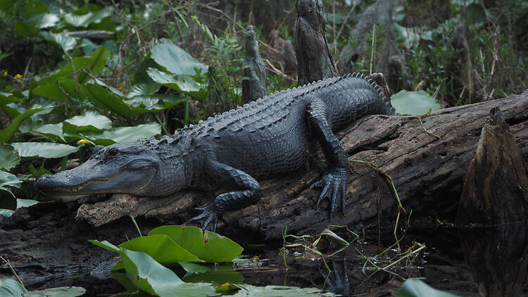 Okefenokee Swamp Okefenokee Swamp