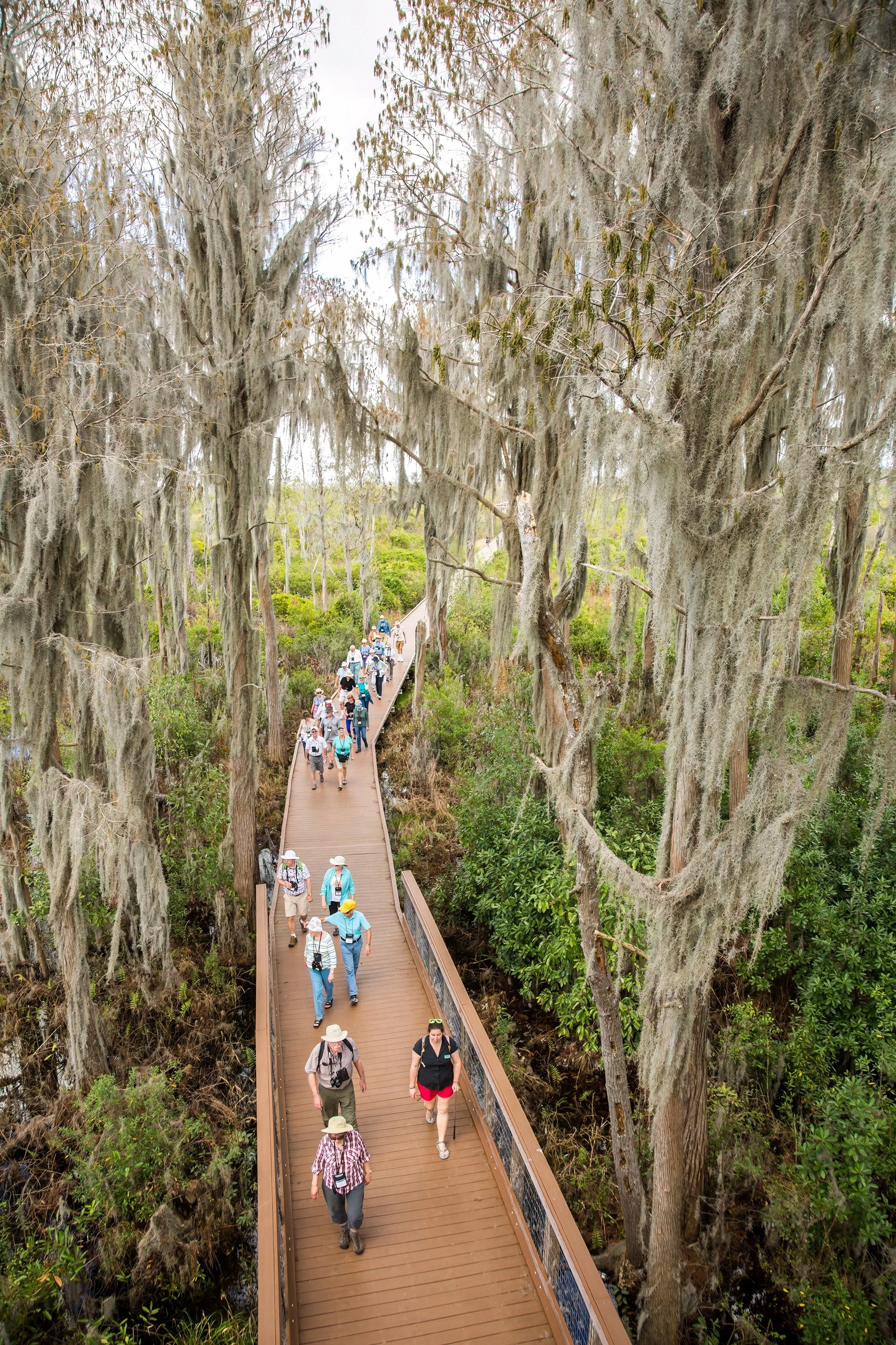 Tourists hiking on a wooden boardwalk in Okefenokee Swamp National Wildlife Refuge