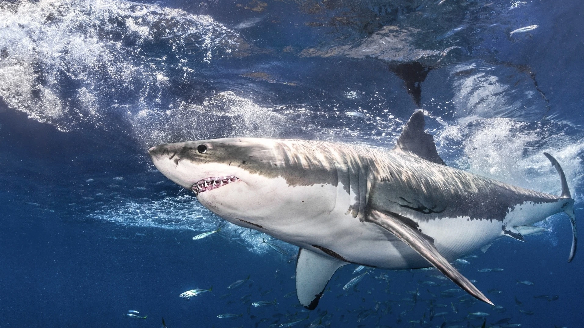 Shark