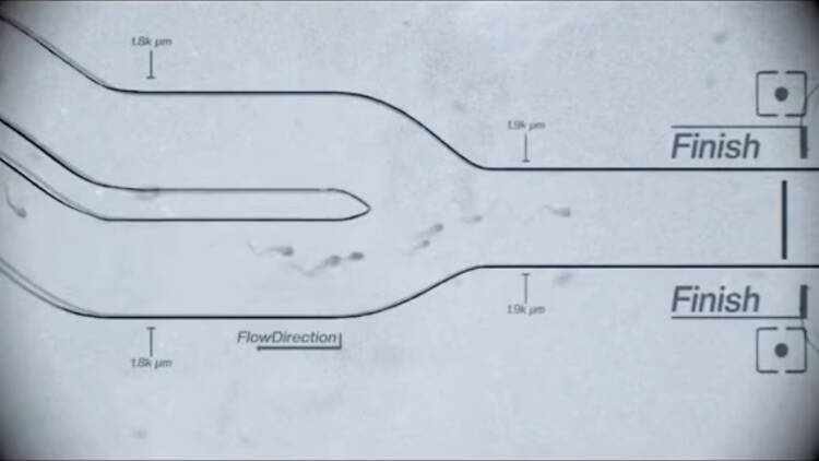 The Sperm Race The Sperm Race