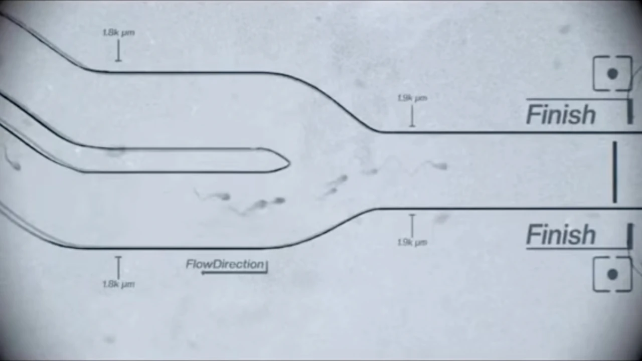 The Sperm Race