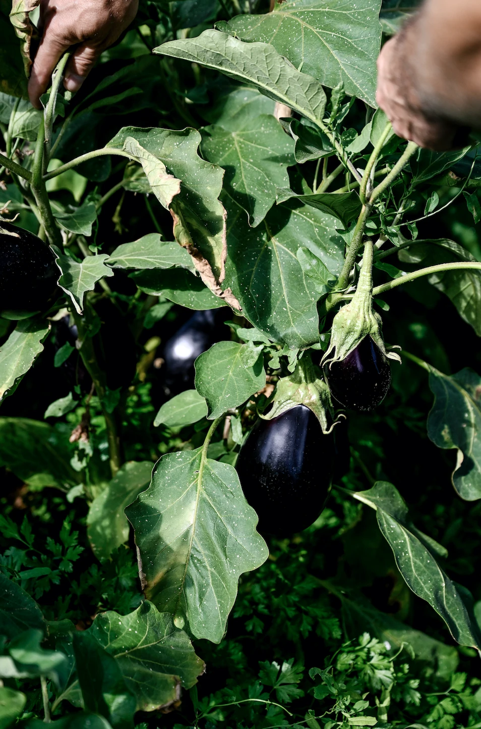 Projecto Cultiva