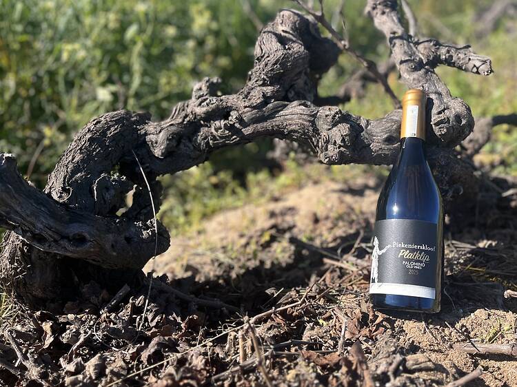 Piekenierskloof Platklip Palomino 2025 Piekenierskloof Platklip Palomino 2025
