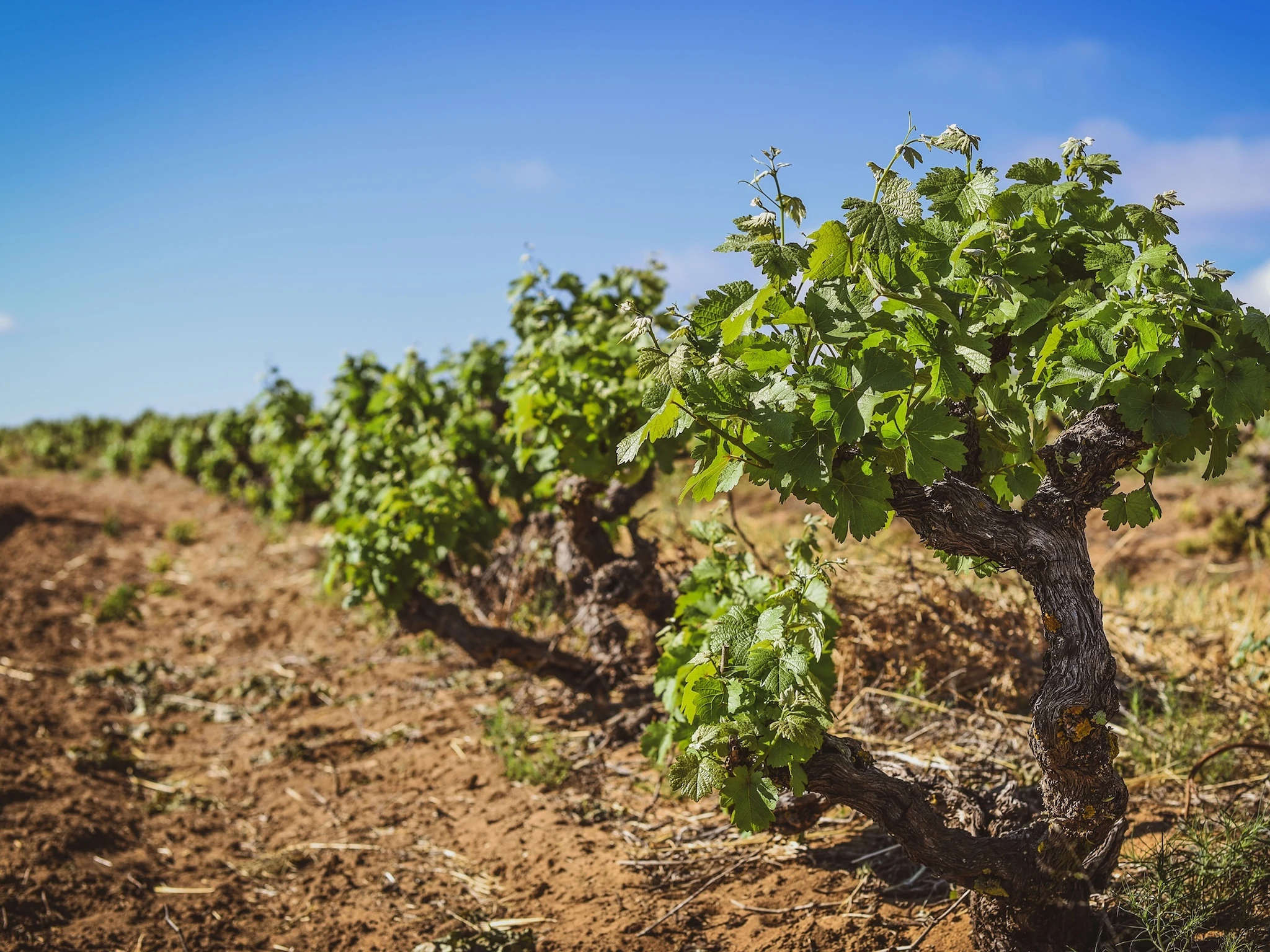 Wonky vines at Piekenierskloof Wines