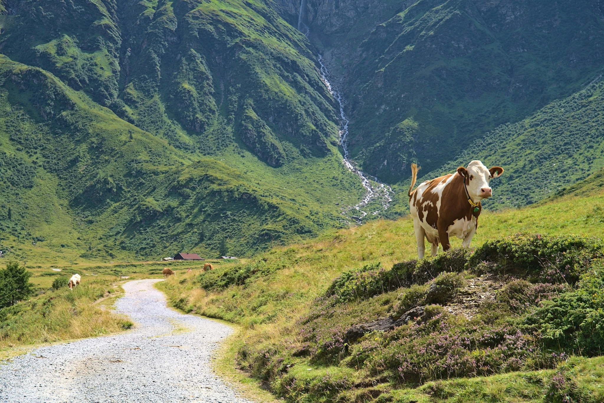 Nassfeld Valley in Hohe Tauren National Park