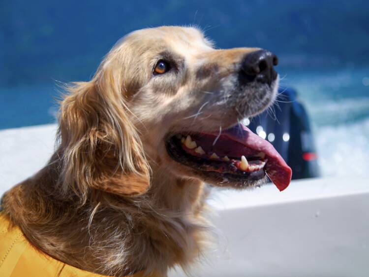 All Paws On Deck All Paws On Deck