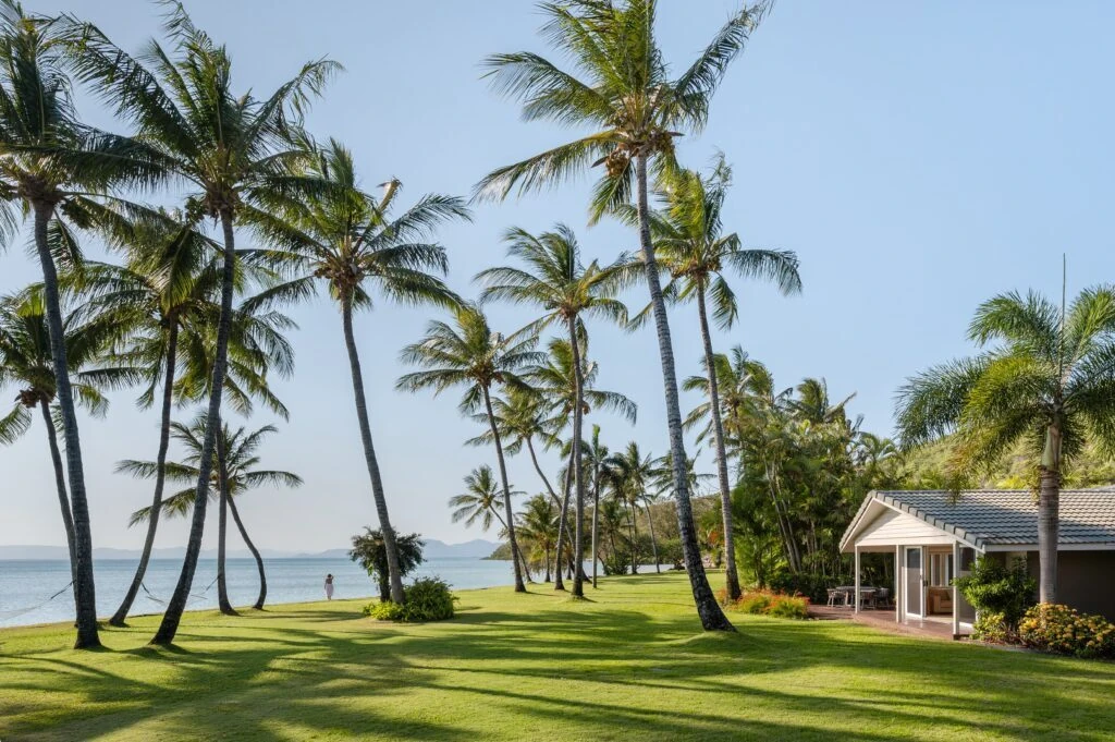 Palm trees near water
