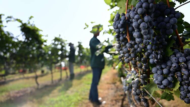 V Villas Hua Hin and Monsoon Valley Vineyard team up for two wine experiences this August V Villas Hua Hin and Monsoon Valley Vineyard team up for two wine experiences this August