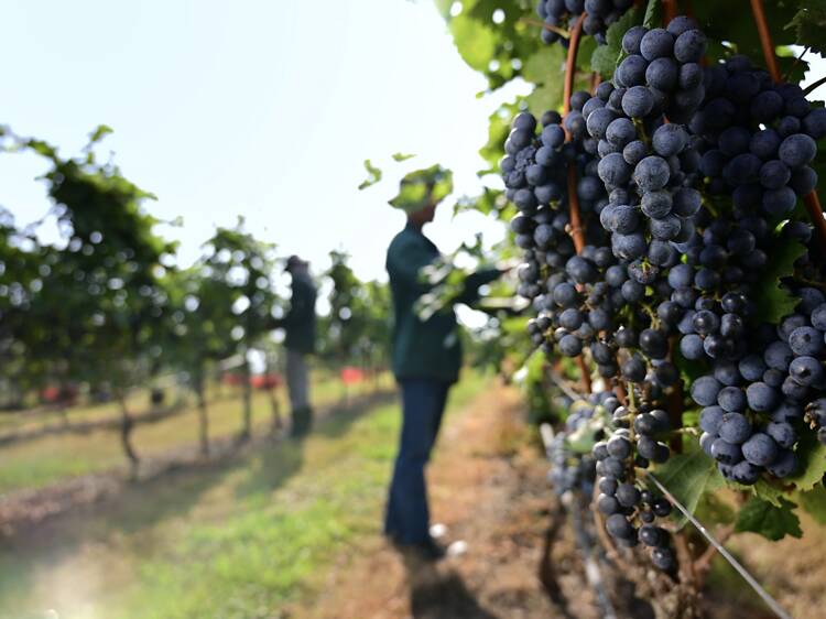 V Villas Hua Hin and Monsoon Valley Vineyard team up for two wine experiences this August V Villas Hua Hin and Monsoon Valley Vineyard team up for two wine experiences this August