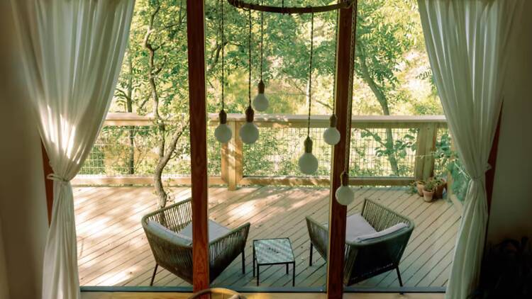 The sycamore treehouse at Palo Alto Creek The sycamore treehouse at Palo Alto Creek