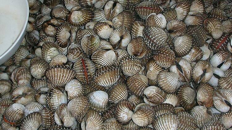 Blood cockles Blood cockles