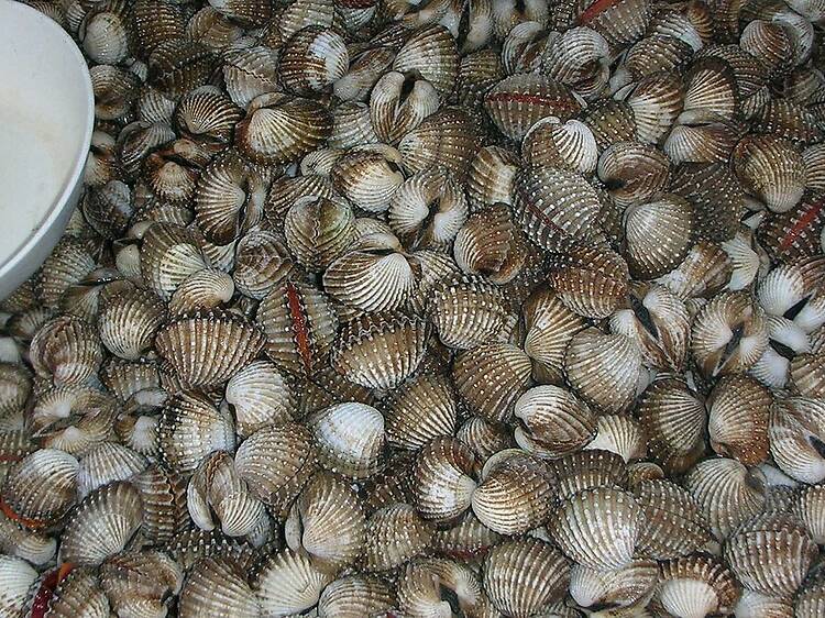 Blood cockles Blood cockles