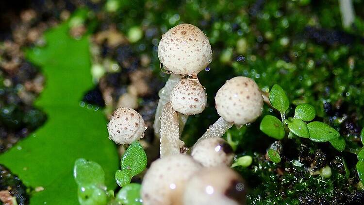 Wild mushrooms Wild mushrooms