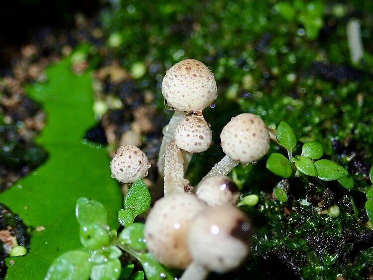 Wild mushrooms Wild mushrooms