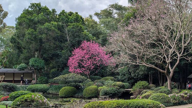 Mt Coot-tha Botanic Gardens, Brisbane